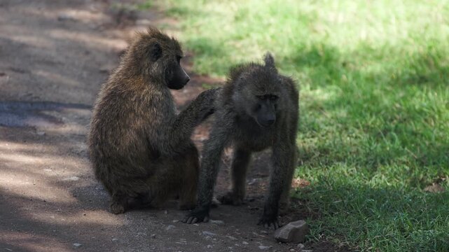 Graceful baboons perform delicate grooming ritual on bright afternoon in Lake Nakuru, Kenya. This intricate act care strengthens their community bonds on African savanna, observed by watchful friend.