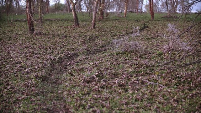 A winding dry streambed meanders through Lake Nakuru's peaceful woodlands. Sunlight dapples fallen leaves covering the forest floor, painting a serene natural landscape in Kenya, Africa.