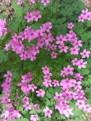 Fototapeta premium Creeping sorrel flowers