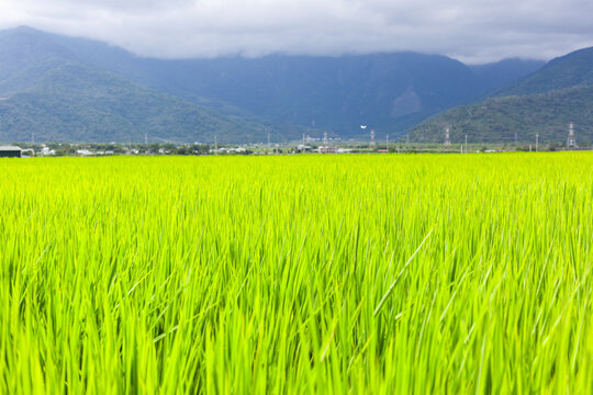 Chishang rice fields in Taiwan. Lush green paddy fields stretch towards distant mountains under a cloudy sky. Rural landscape showcases vibrant agriculture and serene countryside.