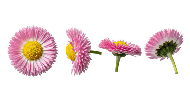 four pink english daisy macro views isolated on a brilliant white high-key background, displaying petal geometry and yellow stamens with ultra-sharp detail. concept of perfection nature and microcosm