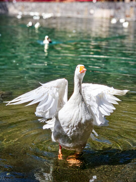 Un ganso dom&eacute;stico blanco abriendo sus alas en su h&aacute;bitat plumaje blanco y brillante en un entorno acu&aacute;tico.