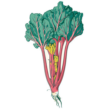 Rhubarb plant vector illustration