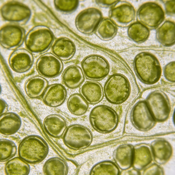 Bright field micrograph of Elodea canadensis leaf cells, clear chloroplast movement, botanical microscopy