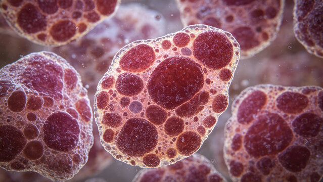 Confocal micrograph of human macrophage cells, phagocytic irregular shape, immunology research microscopy
