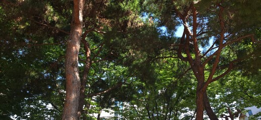 Fototapeta premium Beautiful pine tree branches under the warm afternoon sunlight 따스한 오후 햇살 아래 아름다운 소나무 가지들