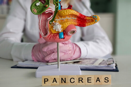 Model of pancreas displayed on table with person behind it during educational activity