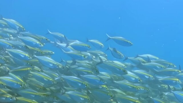 Dazzling multitude of yellowstripe scad fish swim in perfect synchronicity. Their silver bodies with golden stripes shimmer against pristine, sunlit cerulean waters of open ocean during day.