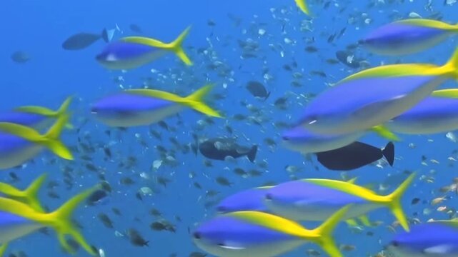 Brilliant blue ocean waters host an aquatic spectacle. Vivid blue and yellow reef fish gracefully navigate a colossal, swirling school of smaller, silvery fish in this captivating undersea realm.