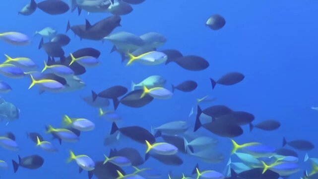 Diverse aquatic creatures gracefully navigate the deep blue sea. A large gathering of dark, silvery, and yellow-finned fish creates a vibrant, tranquil spectacle in the sunlit waters.