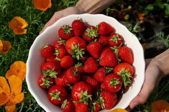 farmer holding a white bowl of ripe strawberries over blooming California poppies
