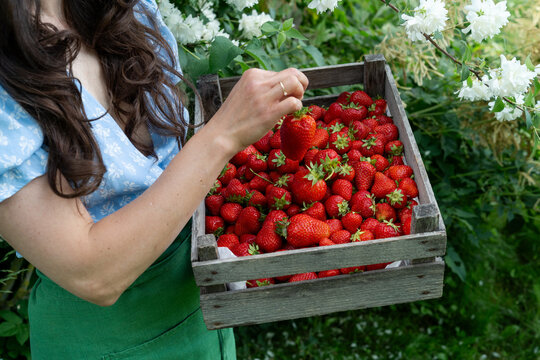 Cropped view of a local female farmer holding a white bowl filled with fresh ripe red strawberries on a farm