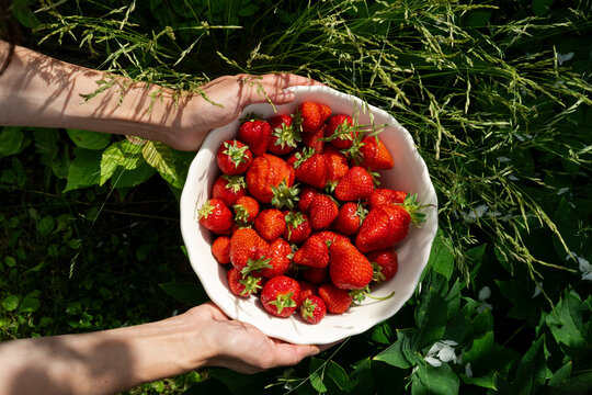 Woman holding a white bowl filled with fresh ripe red strawberries on a farm