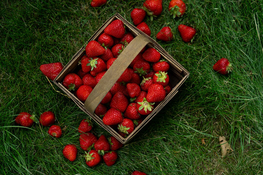 rustic wooden basket filled with fresh ripe red strawberries on green grass