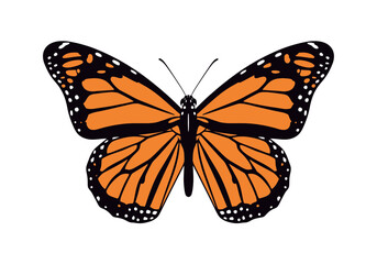 Monarch butterfly with orange and black wings on white background © priyo