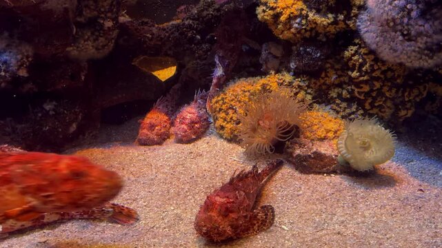 Close up of a venomous red scorpion fish resting on a sandy bottom near rocks and sea anemones. Camouflaged dangerous marine wildlife and underwater ocean life concept.