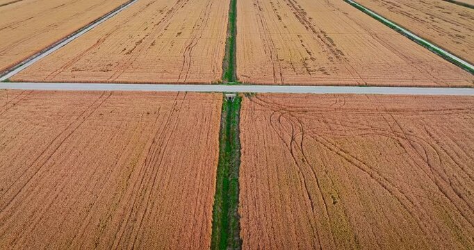 Aerial view of farmland with geometric patterns of wheat fields in China