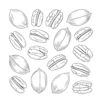 Hand drawn of scattered pecan nuts and shells food organic