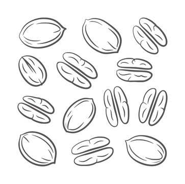 Hand drawn of whole and halved pecan nuts food healthy organic