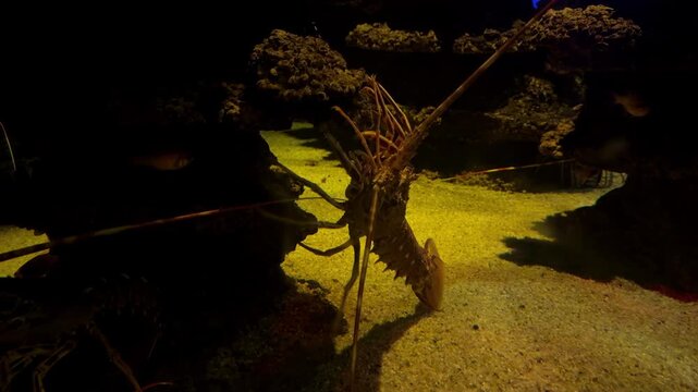 spiny lobster with long antennae climbing on a dark rock from a sandy bottom in an underwater aquarium environment. The scene is illuminated by warm overhead lighting.