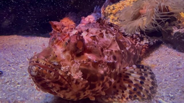 Close up of a venomous red scorpion fish resting on a sandy bottom near rocks and sea anemones. Camouflaged dangerous marine wildlife and underwater ocean life concept.
