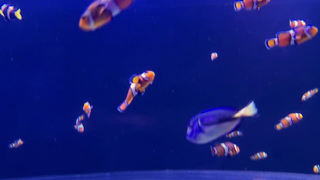 Underwater aquarium view featuring a moray eel, clownfish, Banggai cardinalfish, tube anemones, and various stony corals. The marine ecosystem is illuminated by deep blue water lighting.