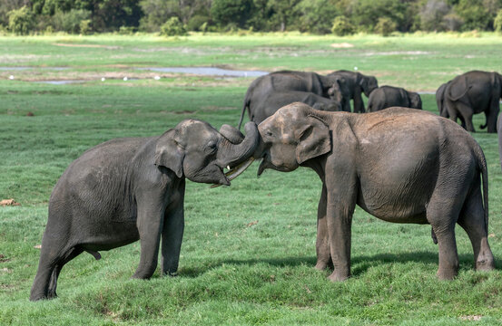 HABARANA, SRI LANKA - JUNE 09, 2026 : Two young tusker elephants play on lush grassland within Minneriya National Park in central Sri Lanka.