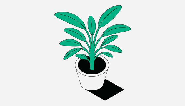 plant in pot