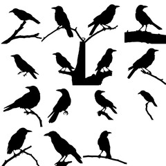 Fototapeta premium Crow Perched Smooth Shape Single Color Wildlife Bird Silhouette