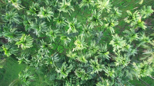 Areca nut plantation, Areca nut tree, Areca palm, betel nut tree