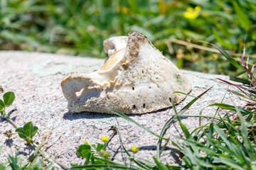 Fototapeta premium Fossilized horse hoof rests on rough stone