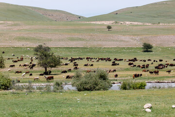Fototapeta premium Herds of sheep graze across rolling green hills