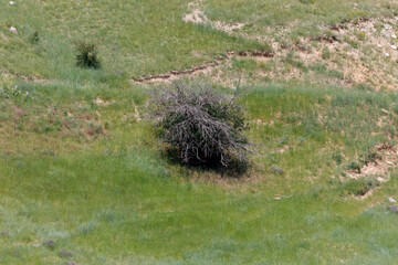 Fototapeta premium Single bush stands in green, grassy field