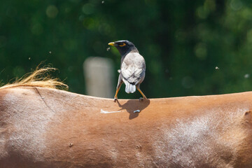 Fototapeta premium Bird perches on a horse's back