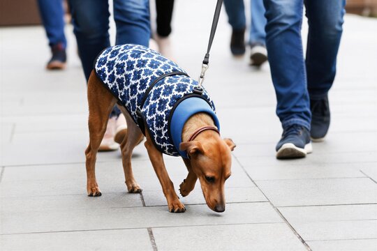 Small brown dog wearing blue floral coat walks on city sidewalk. It sniffs ground on leash while people walk behind. Domestic pet explores urban street with handler. Canine enjoys outdoor adventure.