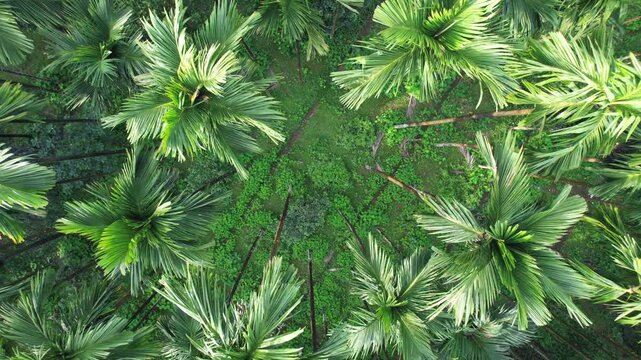 Areca nut plantation, Areca nut tree, Areca palm, betel nut tree
