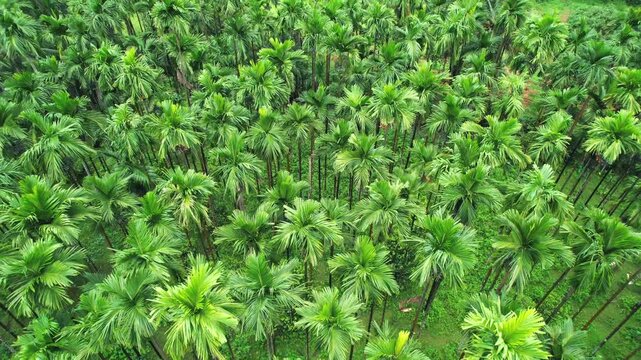Areca nut plantation, Areca nut tree, Areca palm, betel nut tree