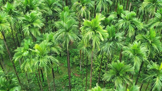 Areca nut plantation, Areca nut tree, Areca palm, betel nut tree
