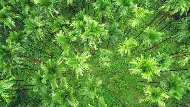 Areca nut plantation, Areca nut tree, Areca palm, betel nut tree