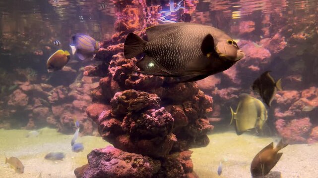 Collection of aquatic video clips. The footage shows tropical fish swimming near colorful coral reef formations in an aquarium, and a person's bare feet relaxing in shallow rocky water.
