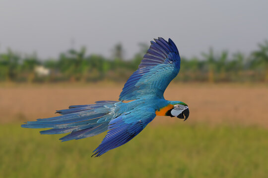 A colorful blue and gold macaw parrot flying over the rice fields. Free-flying bird