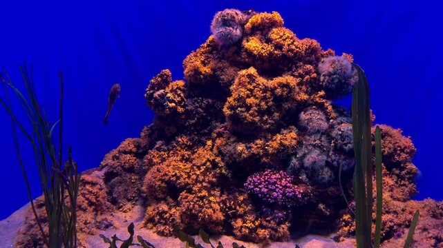 Collection of aquatic video clips. The footage shows tropical fish swimming near colorful coral reef formations in an aquarium, and a person's bare feet relaxing in shallow rocky water.