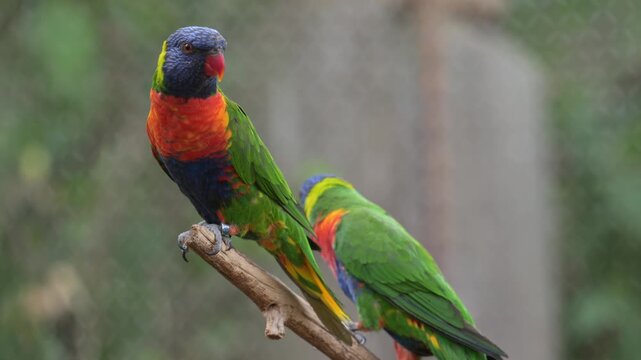 rainbow lorikeet (Trichoglossus moluccanus) parrots on a branch