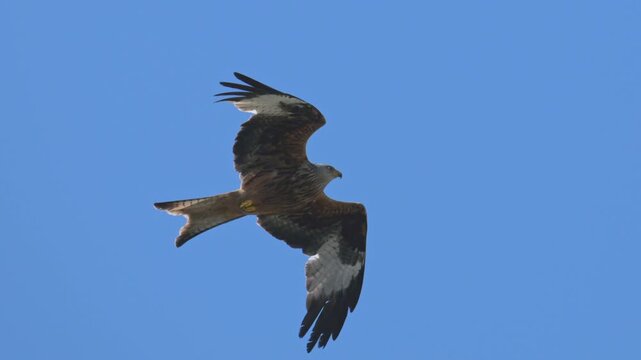 red kite (Milvus milvus) bird of prey flying in the sky in slow motion