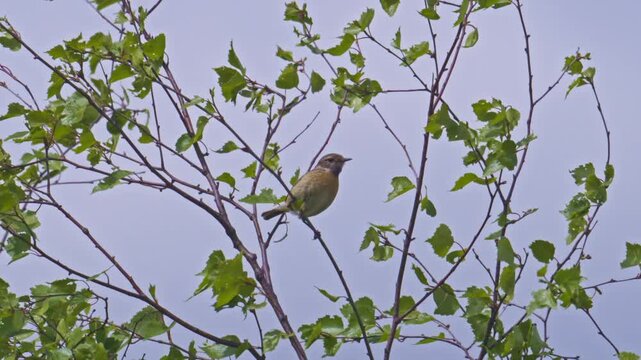 European stonechat (Saxicola rubicola) bird chirping on a branch