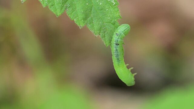 green caterpillar crawling over a leaf