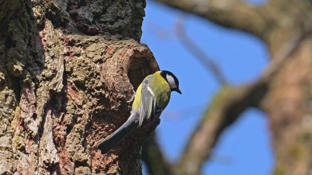 Great tit (Parus major) bird exploring a hole in a stem as potential nest