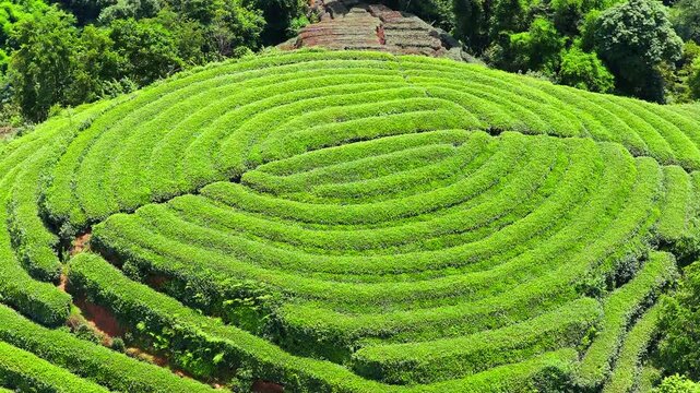 Aerial view of lush green terraced tea plantation arranged in a circular labyrinth pattern in Sichuan, China.