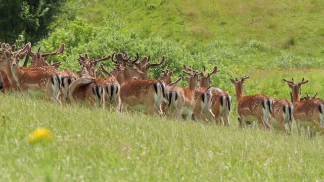 Large herd of fallow deer walking in a row