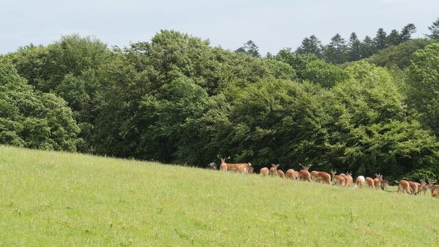 Large herd of fallow deer walking in a beautiful green meadow